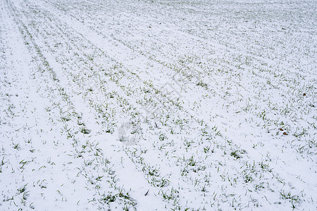 麦田在冬季被雪覆盖 冬小麦 绿草如茵 雪下的草坪 在寒冷中收获 为面包种植粮食作物 与庄稼文化的农业过程植物冬粮农场生长豆芽阳光图片
