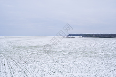 麦田在冬季被雪覆盖 冬小麦 绿草如茵 雪下的草坪 在寒冷中收获 为面包种植粮食作物 与庄稼文化的农业过程土地地球阳光季节食物谷物图片