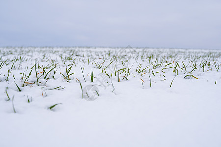 麦田在冬季被雪覆盖 冬小麦 绿草如茵 雪下的草坪 在寒冷中收获 为面包种植粮食作物 与庄稼文化的农业过程地球播种季节天气晴天土地图片