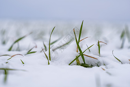 麦田在冬季被雪覆盖 冬小麦 绿草如茵 雪下的草坪 在寒冷中收获 为面包种植粮食作物 与庄稼文化的农业过程农场谷物生长豆芽草地植物图片