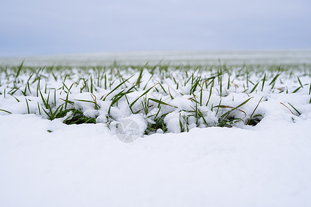 麦田在冬季被雪覆盖 冬小麦 绿草如茵 雪下的草坪 在寒冷中收获 为面包种植粮食作物 与庄稼文化的农业过程草地豆芽冬粮植物谷物花园图片