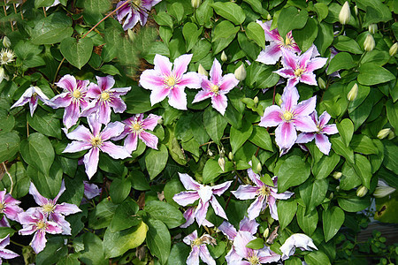 clematis 克莱马蒂斯粉色排名缠绕庭园登山者植物园植物花园雄蕊花瓣图片