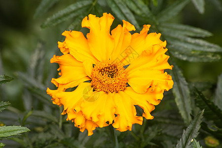 Marigold 鲜花(金字塔竖立a)图片