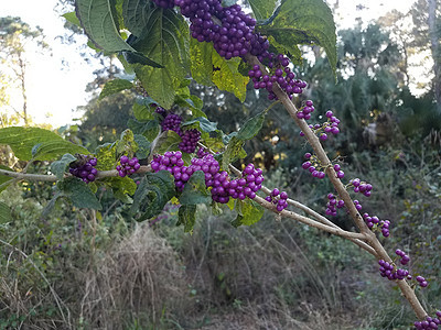 紫色的果子 绿色的叶子浆果食物植物学水果植物群树叶植物图片