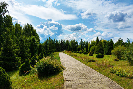 春天或夏日公园里阳光明媚的一天 自然背景环境国家树木森林花园蓝色树叶土地木头场地图片