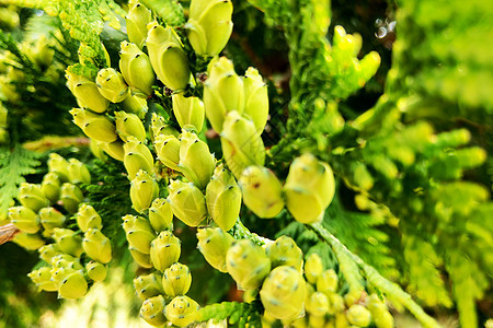 树丛缝合 公园里长着树枝的背面背景植物植物群叶子环境植物学灌木生长针叶宏观园艺图片