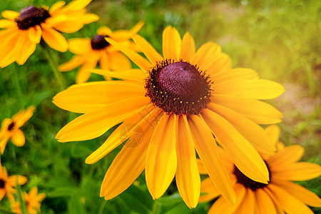 黑眼睛的苏珊鲁德贝克亚花朵 在花床上草地场地植物野花生长花园农场柔软度草本植物季节图片