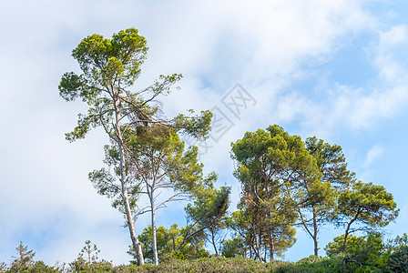 美丽的风景 明蓝的天空中的树木图片