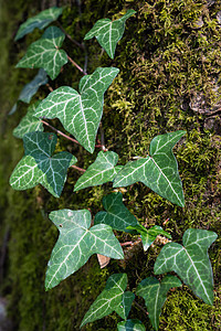 Ivy和树干森林植物群苔藓绿色花瓣叶子环境公园植物灌木图片