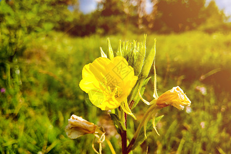 Oenothera 大型卡帕 大水果晚上的春花 自然图片