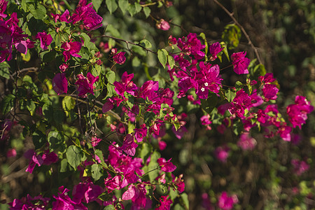 在树上生长的美丽的粉红色花朵植物群花瓣风景文化木头季节植物花园樱花公园图片