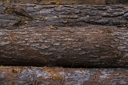 一堆原木躺在森林平台上 一个锯木厂 在锯木厂加工木材颗粒林业生态资源材料记录壁炉库存砍伐树干图片