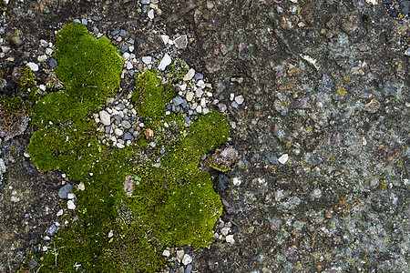苔绿色垃圾纹理 苔藓背景 在难看的东西纹理背景的绿色青苔 绿色苔藓细节公园石头水分地衣宏观岩石地面植物群环境叶子图片