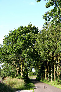 树木的通道自然界落叶公园大道地景胡同街道大街景观绿色图片