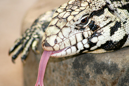 Gila Forma希洛德玛嫌疑人爬行动物蜥蜴宏观冷血尊格舌头礼物沙漠芹菜微温图片
