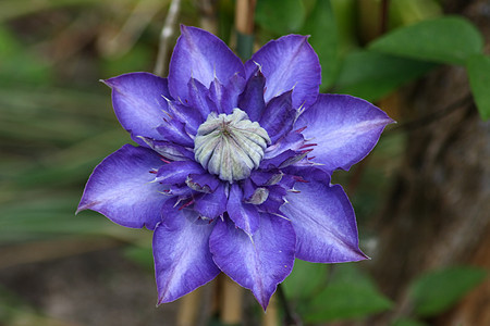 clematis 克莱马蒂斯花园雄蕊排名庭园登山者攀缘花瓣缠绕植物园植物学图片