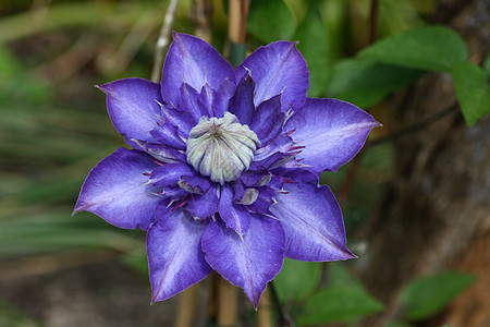 clematis 克莱马蒂斯庭园植物学花瓣排名登山者缠绕花园蓝色攀缘雄蕊图片