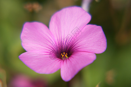 Petunia( 太平洋)图片