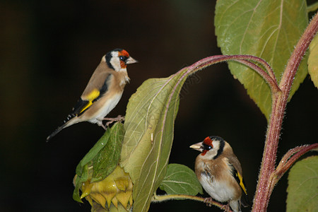 Goldfinch 公司联谊会动物群雀科野生动物野狐羽毛动物福格图片