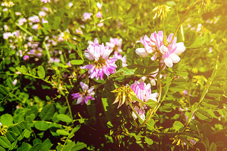 公园中花朵的美丽景色 充满了鲜花草本植物荒野叶子热带植物花园园艺紫色植物群蓝色图片
