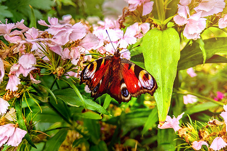 花朵上美丽的蝴蝶 在花园里多彩的花朵上翅膀动物漏洞昆虫植物植物群花瓣生活野生动物橙子图片