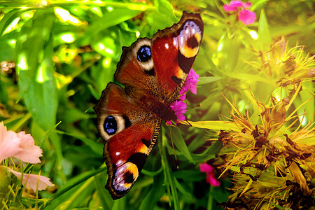 花朵上美丽的蝴蝶 在花园里多彩的花朵上动物漏洞季节宏观君主橙子植物群荒野花粉花瓣图片