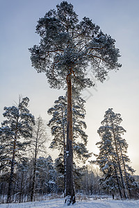 冬季大自然的美丽植物群蓝色雪堆场景公园旅行木头环境季节云杉图片