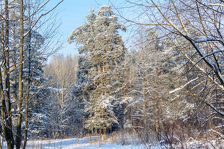 冬季大自然的美丽松树场景旅游森林环境木头公园天气旅行荒野图片