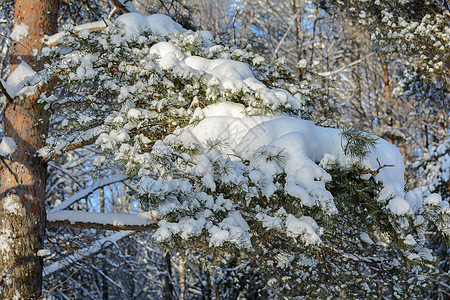 冬季大自然的美丽植物锥体松树天气木头季节场景旅行植物群森林图片