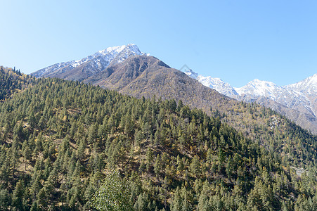 喜马拉雅山坡上的松树林地丛林 高山人工林森林植物环境 车前草树冠 环境保护 行星地球背景 印度喜马偕尔邦图片