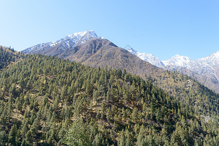 喜马拉雅山坡上的松树林地丛林 高山人工林森林植物环境 车前草树冠 环境保护 行星地球背景 印度喜马偕尔邦背景图片