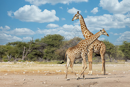 南非长颈鹿 非洲 纳米比亚野生野生动物蓝色天空哺乳动物动物食草游戏斑点脖子身体衬套图片