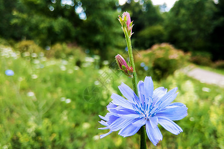 蓝花在自然背景上 野生末端的花朵和杂碎图片