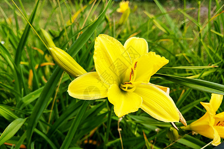 夏天花园里充满活力的黄色百合花 大自然宏观团体单子植物群橙子绿叶花园植物花瓣植物学图片