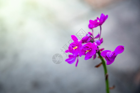 森林中美丽开花的兰花墙纸卡片阳台爱好花园婚礼森林晴天妈妈们问候语背景图片