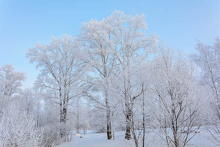 冬季大自然的美丽树林季节植物旅行爬坡荒野蓝色木头植物群环境图片