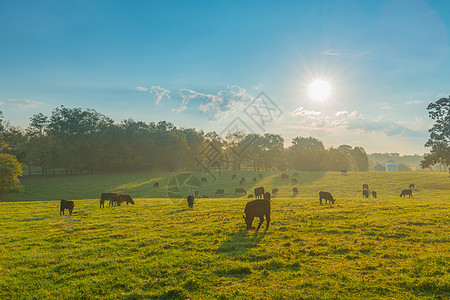 牧牛哺乳动物农业日落农场草地动物奶牛场地女性奶制品图片