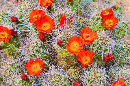 莫哈韦·姆ound Cactus图片