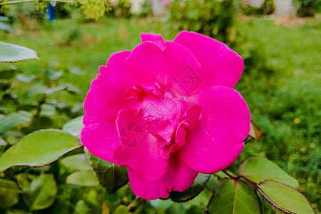 美丽的红玫瑰 在花园 春天 自然场地花瓣园艺艺术墙纸香气礼物浪漫植物群植物图片