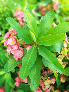 灌木丛中有些花朵树叶园艺叶子季节植物花园红色植物学植物群图片