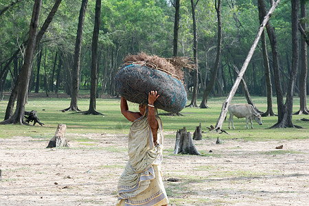 博多斯部落老妇人头顶沉重的木头走在土路上 尽家务责任 收集木柴是一项艰巨的任务 印度阿萨姆邦农村 2019 年 5 月图片