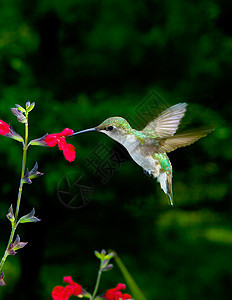 女蜂鸟蜂鸟花朵热带丹参翅膀飞行森林图片