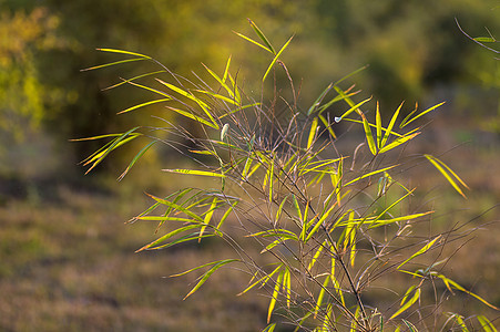 竹叶背景竹子热带环境花园植物叶子阳光植物群生长公园图片