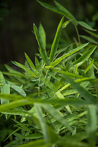 竹叶背景森林植物热带文化环境生长竹子叶子农场桥梁图片