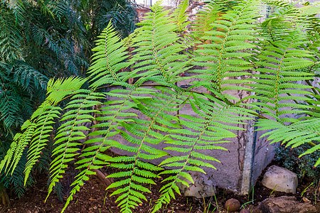 特写来自澳大利亚的热带植物树种野生 热带植物品种叶叶图片