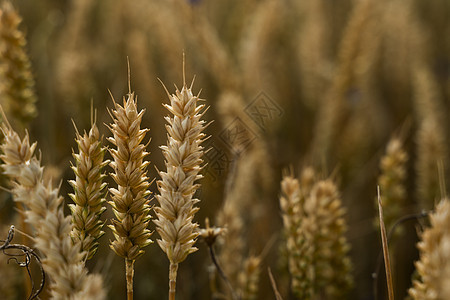 麦田 麦田里金黄的麦穗 草甸麦田成熟耳朵的背景 丰收 天然产物的农业场景场地种子阳光农场晴天日落天空玉米生长图片