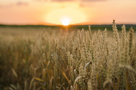 麦田 麦田里金黄的麦穗 草甸麦田成熟耳朵的背景 丰收 天然产物的农业小麦农村谷物面包收成收获生长场地金子晴天图片