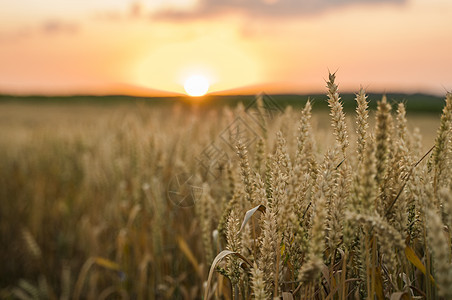 麦田 麦田里金黄的麦穗 草甸麦田成熟耳朵的背景 丰收 天然产物的农业场景食物日落太阳面包季节植物收成收获阳光图片