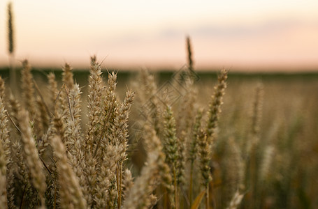 麦田 麦田里金黄的麦穗 草甸麦田成熟耳朵的背景 丰收 天然产物的农业天空收获粮食季节日落收成谷物食物种子阳光图片