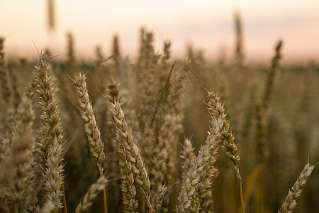 麦田 麦田里金黄的麦穗 草甸麦田成熟耳朵的背景 丰收 天然产物的农业农田生长玉米谷物稻草食物面包农村太阳季节图片